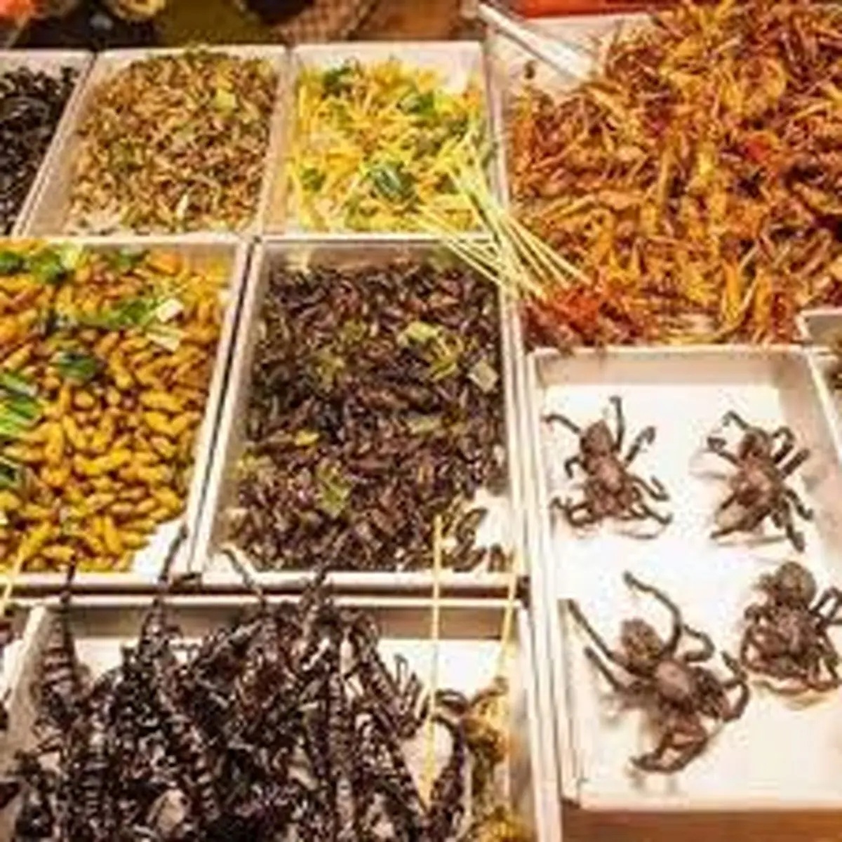 ترویج حشره‌خواری در رسانه‌های معروف جهان! + فیلم