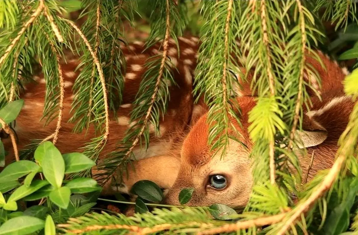 ژست بره آهو مقابل دوربین عکاس نشنال جئوگرافیک + عکس