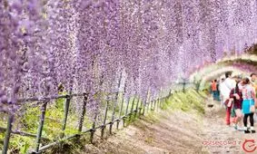 تونل‌های زیبای ویستریا در ژاپن، متعلق به افسانه‌ی پریا