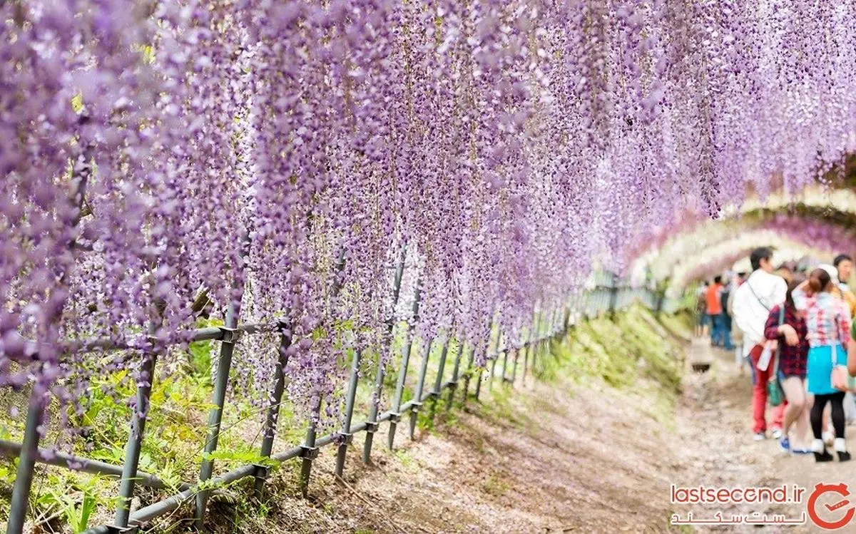 تونل‌های زیبای ویستریا در ژاپن، متعلق به افسانه‌ی پریا