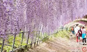 تونل‌های زیبای ویستریا در ژاپن، متعلق به افسانه‌ی پریا