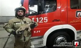 شکار روباه وحشی در پارکینگ منزل مسکونی