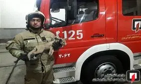 شکار روباه وحشی در پارکینگ منزل مسکونی