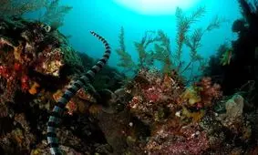 سمی‌ترین و وحشتناک‌ترین جانوران کره زمین که در دم جانتان را می‌گیرند! + تصاویر