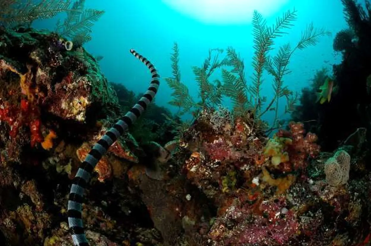 سمی‌ترین و وحشتناک‌ترین جانوران کره زمین که در دم جانتان را می‌گیرند! + تصاویر