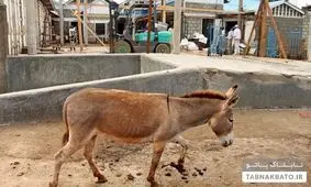 کشتار الاغ‌ها در چین به خاطر ماده «ایجیاو»