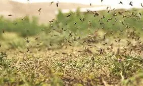 موج جدیدی از ملخ ها به فارس هجوم آوردند