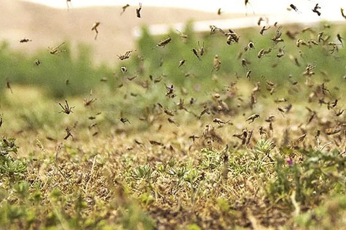 موج جدیدی از ملخ ها به فارس هجوم آوردند