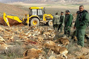 علت دقیق مرگ وحوش در پارک ملی گلستان نامشخص ماند