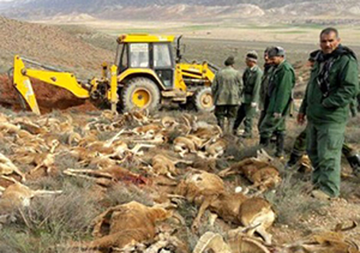 علت دقیق مرگ وحوش در پارک ملی گلستان نامشخص ماند
