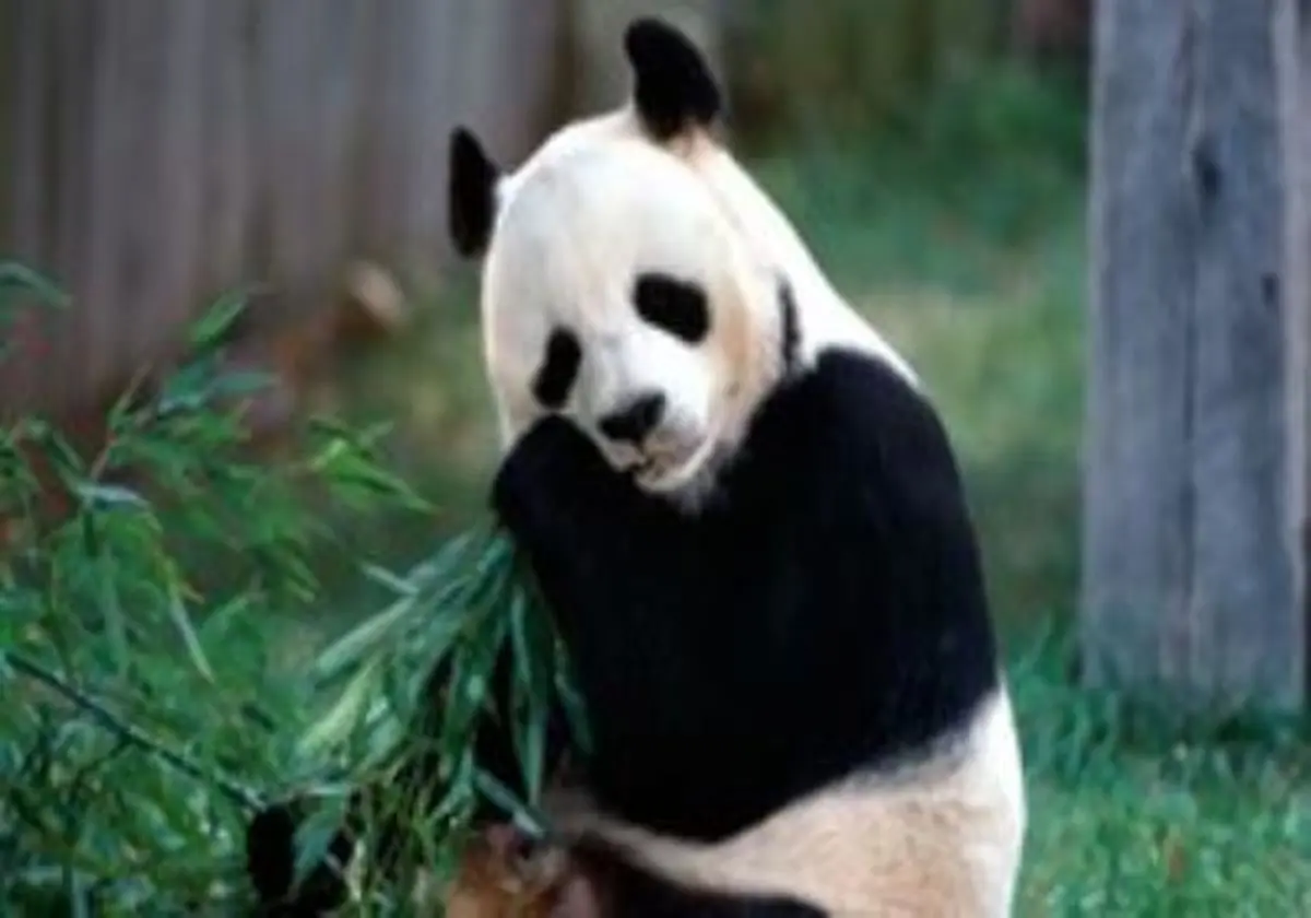دلیل سیاه و سفید بودن پاندا چیست؟