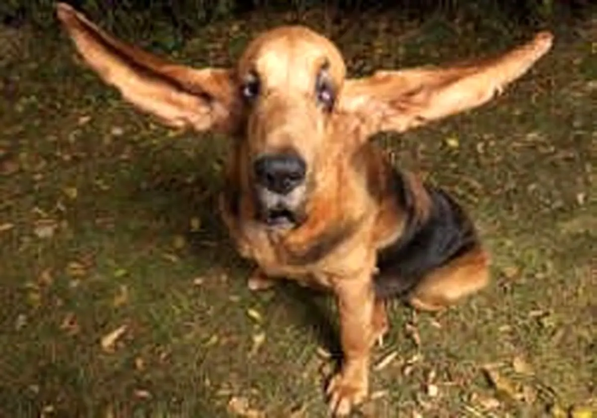 بلندترین گوش سگ دنیا