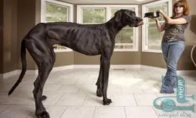 بزرگ ترین سگ خانگی جهان با قد1 متر و 11 سانت!! + عکس