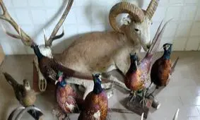 اجزای حیوانات وحشی از متخلف زیست‌محیطی در شهریار کشف شد