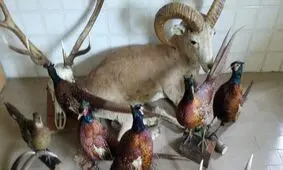 اجزای حیوانات وحشی از متخلف زیست‌محیطی در شهریار کشف شد