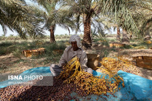رشد ۲۵ درصدی قیمت خرما و رطب در یزد