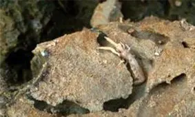 شناسایی میگوهای حفار توسط محققان دانشگاه تهران