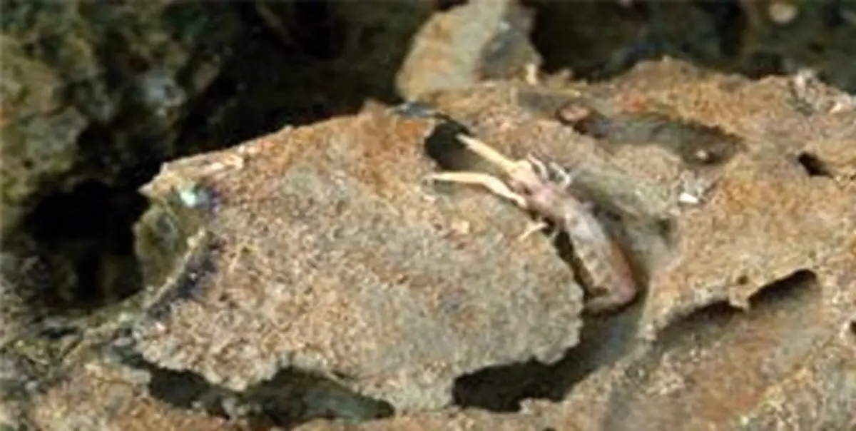 شناسایی میگوهای حفار توسط محققان دانشگاه تهران