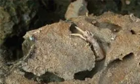 شناسایی میگوهای حفار توسط محققان دانشگاه تهران