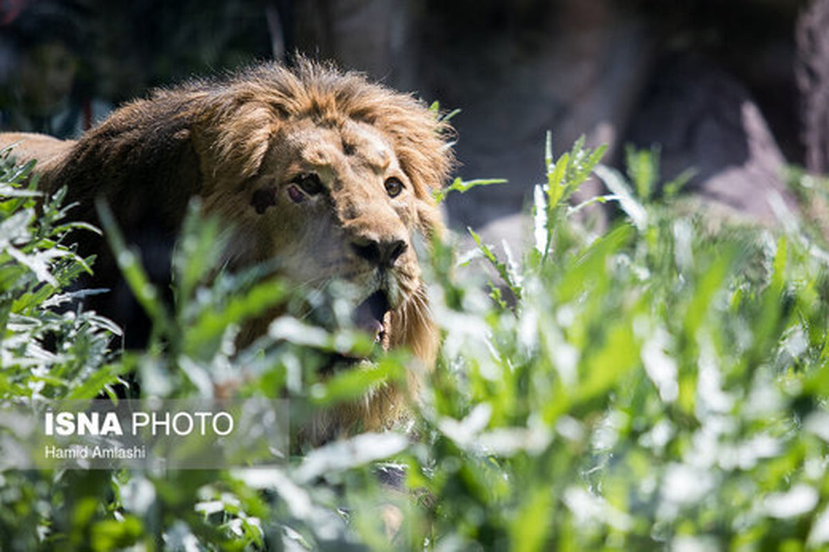 «سونیکا» جایگزین کامران در باغ وحش انگلیس+عکس