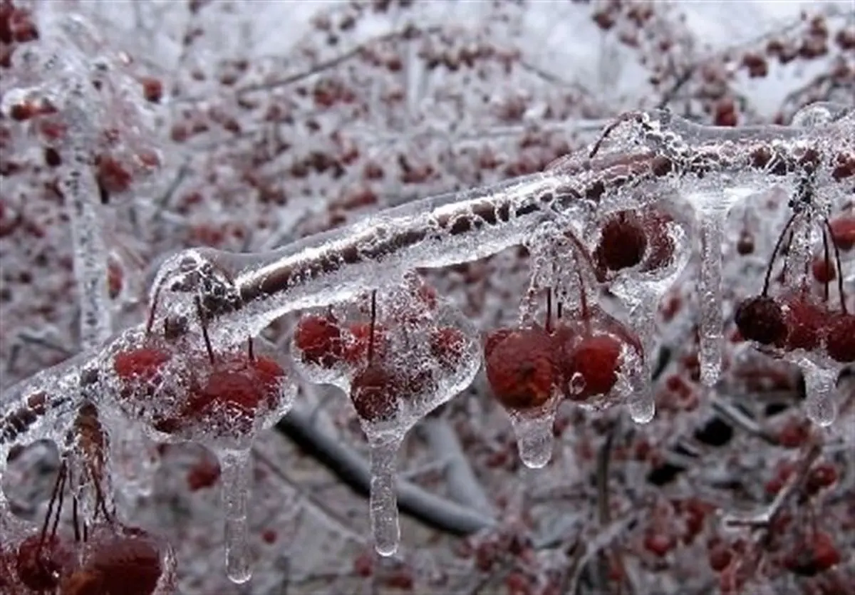 بارش برف ۳۴۰ میلیارد به محصولات کشاورزی رامسر خسارت زد