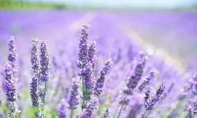 خواص روغن اسطوخودوس برای رشد مو