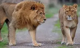 گیر افتادن شیر در میان کفتارهای گرسنه! + فیلم