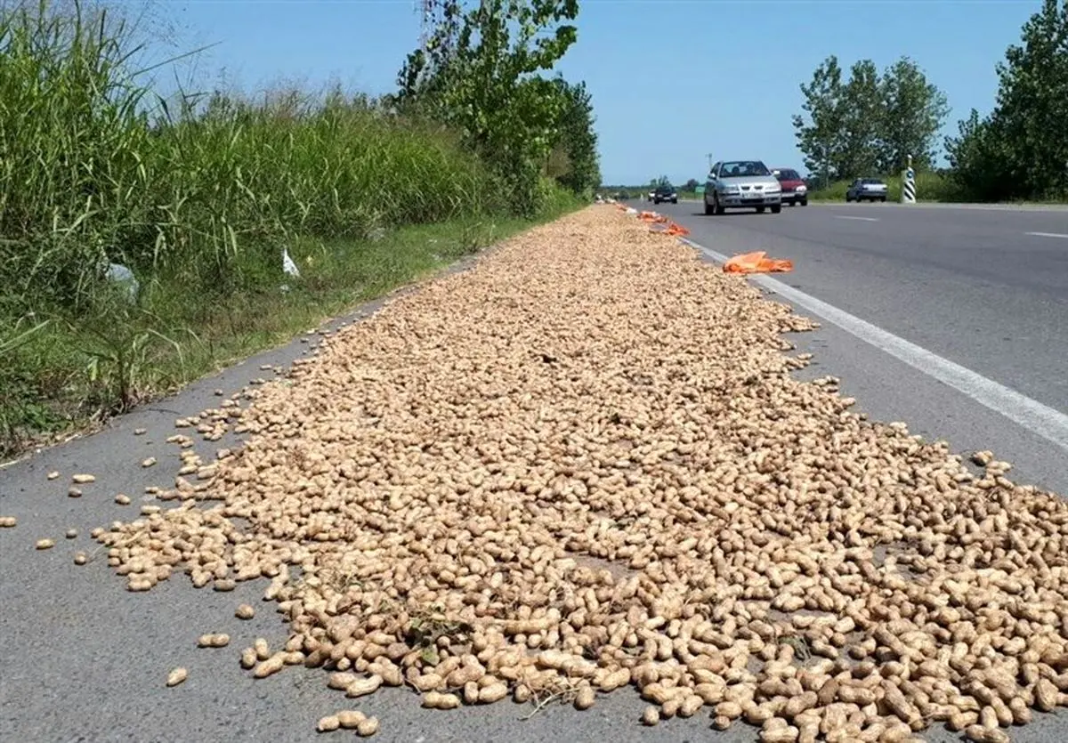 ۹۰ درصد بادام زمینی کشور در آستانه‌اشرفیه تولید می‌شود