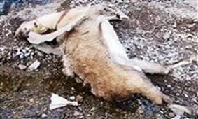 مصرف علوفه یخ‌زده عامل مرگ ۱۶۰ رأس کل و میش در پارک ملی گلستان شد