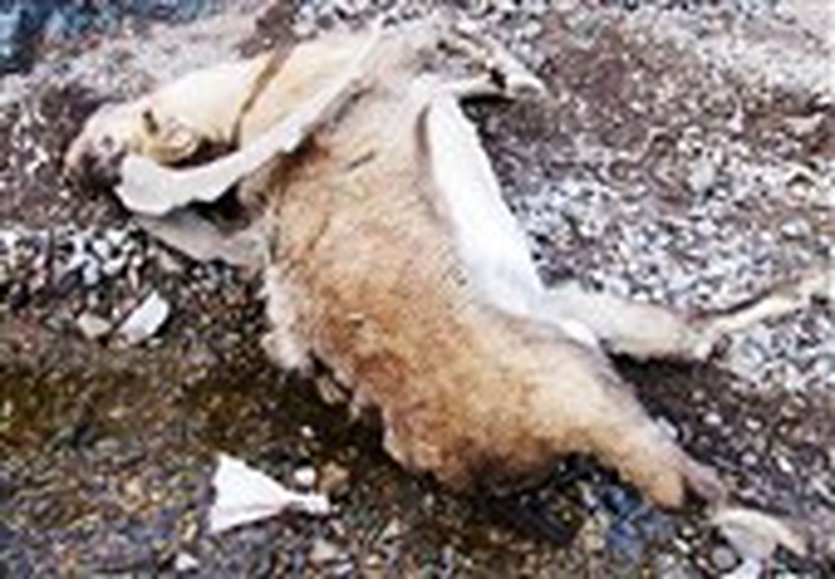 مصرف علوفه یخ‌زده عامل مرگ ۱۶۰ رأس کل و میش در پارک ملی گلستان شد