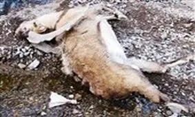 مصرف علوفه یخ‌زده عامل مرگ ۱۶۰ رأس کل و میش در پارک ملی گلستان شد