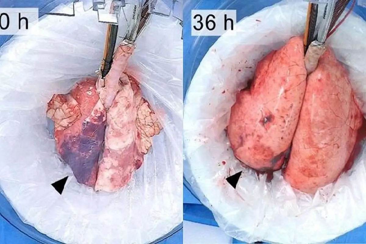 محققان ریه‌های یک خوک را ۳۶ ساعت در خارج از بدنش زنده نگه داشتند
