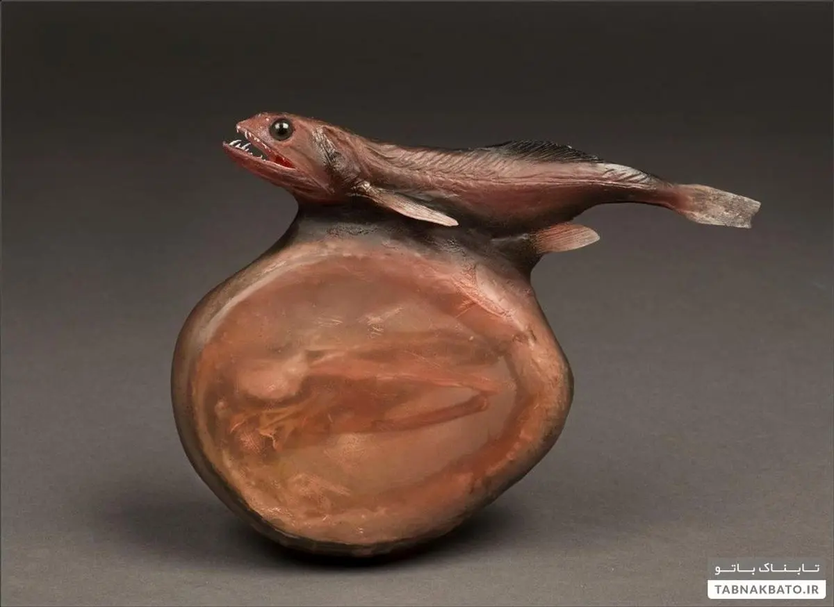 ماهی شگفت‌انگیز که طعمه‌های چندبرابر خود را می‌بلعد!