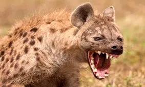 دوستی خطرناک انسان با کفتار + فیلم