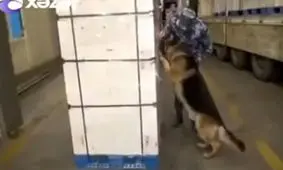 ماجرای قاچاق هروئین از مرز بیله‌سوار + فیلم