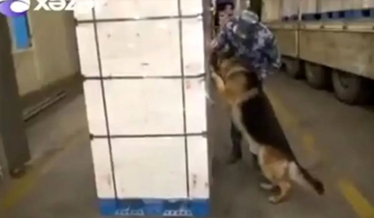 ماجرای قاچاق هروئین از مرز بیله‌سوار + فیلم