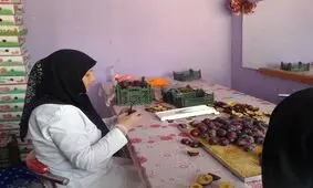 اشتغال زایی 150 نفری بانوی کارآفرین با چیپس میوه