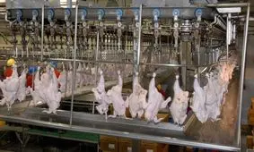 پلمپ یک واحد کشتارگاه صنعتی طیور در ساوجبلاغ