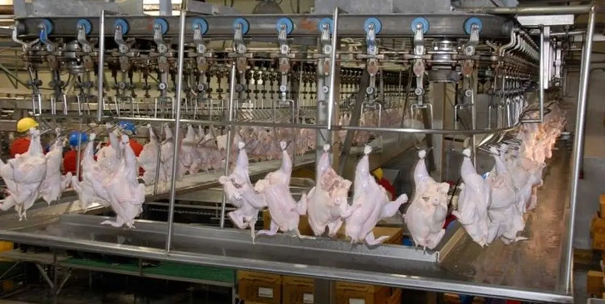 پلمپ یک واحد کشتارگاه صنعتی طیور در ساوجبلاغ