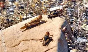 هجوم ملخ‌های صحرایی به روستای گزیر بندرلنگه