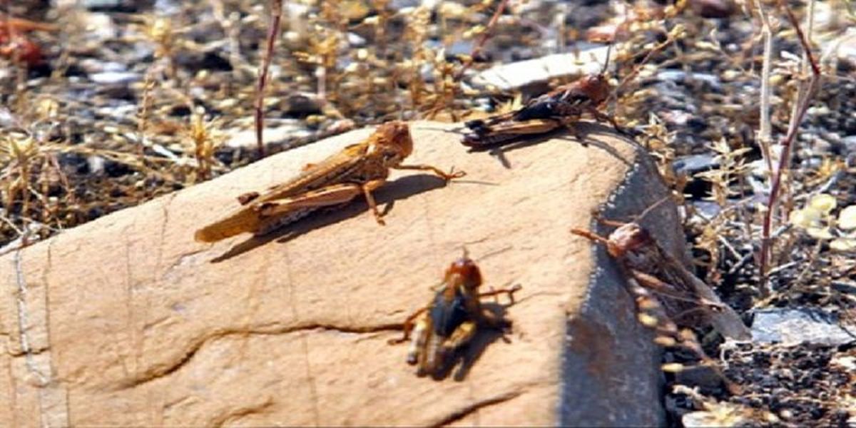 هجوم ملخهای صحرایی به روستای گزیر بندرلنگه