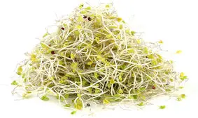 جوانه یونجه بسته‌ای چند؟