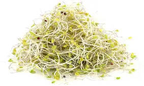 جوانه یونجه بسته‌ای چند؟