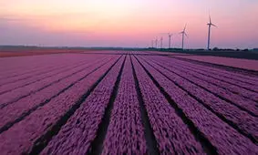 زیبایی چشم نواز فصل گل لاله در هلند + فیلم