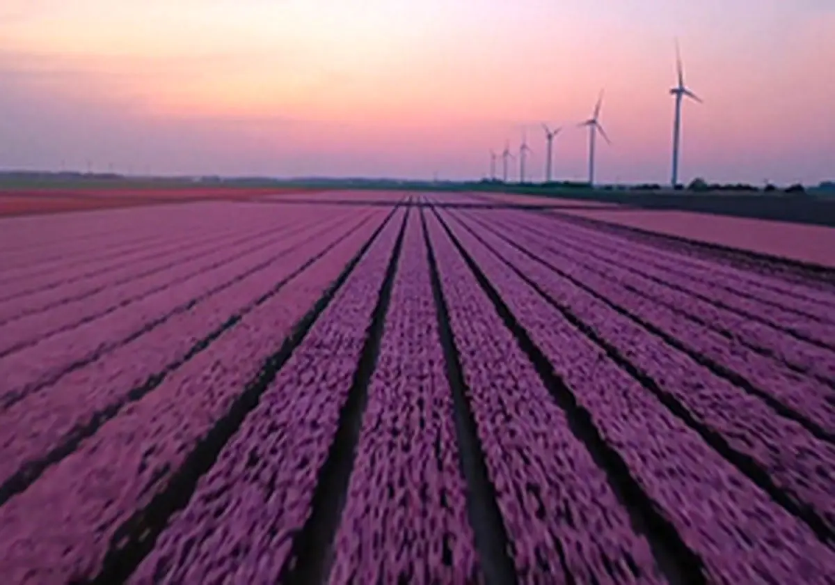 زیبایی چشم نواز فصل گل لاله در هلند + فیلم