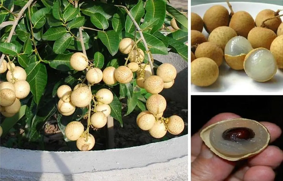 نحوه پرورش میوه لونگان در خانه