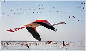 پرواز فلامینگوها بر فراز دریاچه زیبای ارومیه