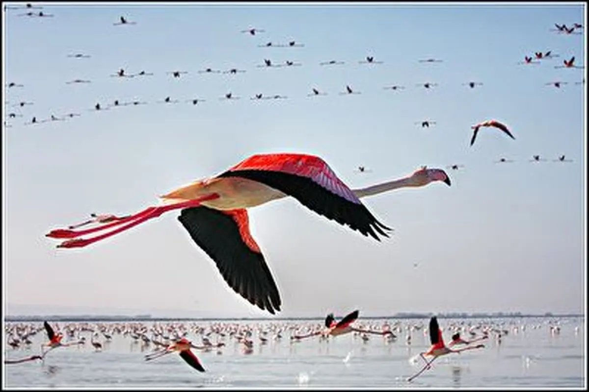 پرواز فلامینگوها بر فراز دریاچه زیبای ارومیه