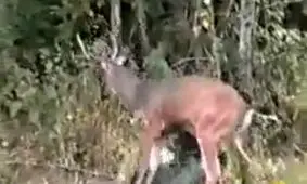 درگیری شکار و شکارچی