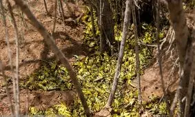 ۷ استان کشور با ملخ درگیر هستند